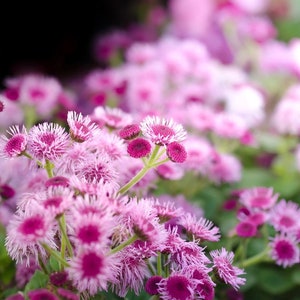 May include: A close-up shot of vibrant pink flowers with deep purple centres and feathery petals. The flowers are in full bloom, set against a soft, out-of-focus backdrop of pink and green. The image showcases the delicate beauty of nature.