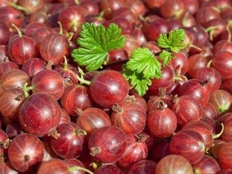 MyGardenSeed Hinnonmaki Gooseberry Seeds