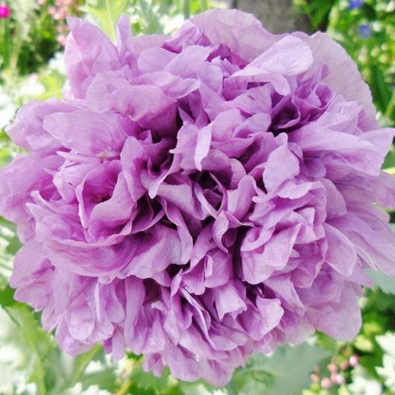50 Seeds Poppy Paeoniflorum Lavender peony Poppy Etsy
