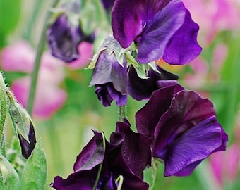 10 +seeds Sweet Pea Royal Navy blue’ Lathyrus odoratus