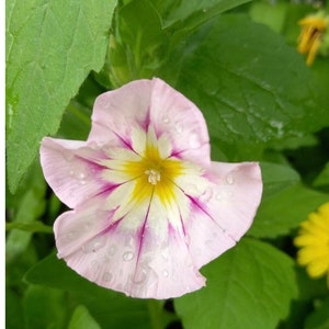 20 seeds lovely C. tricolor Morning Glory  (Convolvulus Tricolor Minor Rose Ensign)