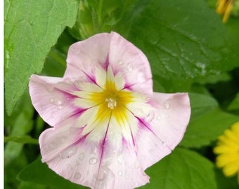 20 seeds lovely C. tricolor Morning Glory  (Convolvulus Tricolor Minor Rose Ensign)