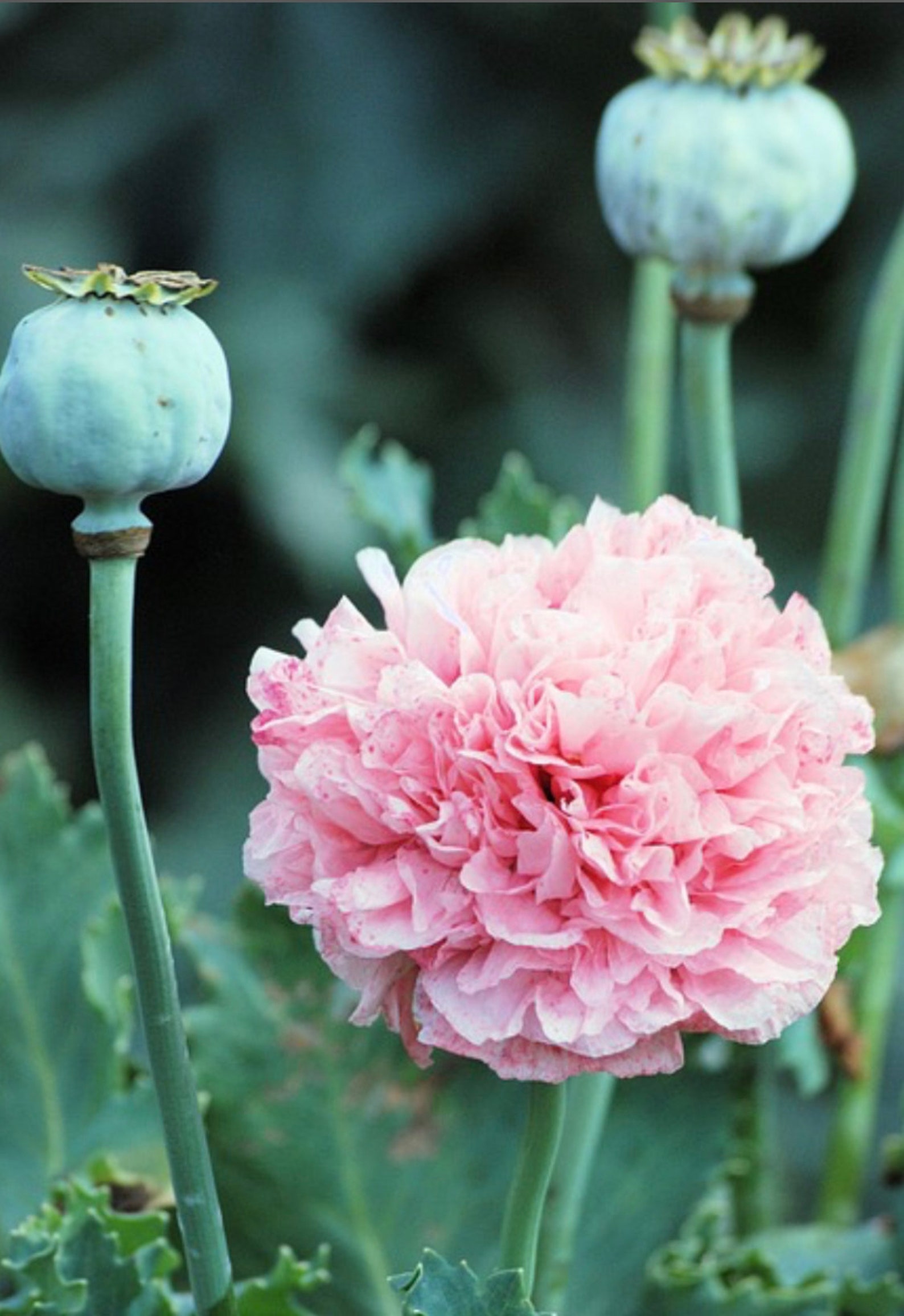 200 seeds Breadseed Pink Poppy Etsy