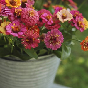 50 seeds ZINNIA – Lilliput Mixture