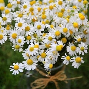100+seeds Organic Chamomile flower- Herb Tea