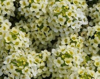 50+ seeds lovely Unique Bonnet Lemonade Alyssum Seeds