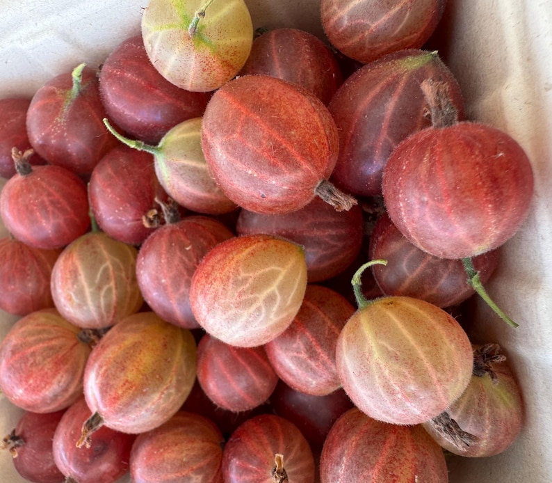 MyGardenSeed Hinnonmaki Gooseberry Seeds - Thumbnail 3