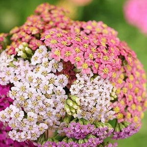 50seeds Pastel Mix Color Yarrow achillea Millefolium - Etsy