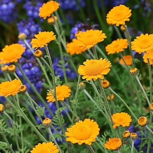 50 seeds Marguerite Daisy Orange Anthemis Tinctoria Kelwayi Perennial image 2