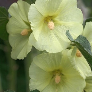 20 Seeds Hollyhock Cottage  yellow Seeds  (Perennial)