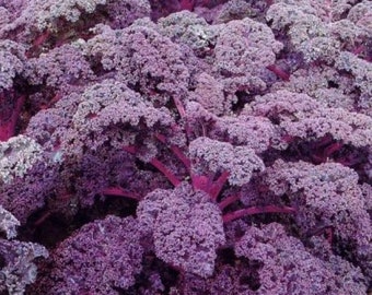 50 seeds organic Red kale “Sympatic” (Brassica oleracea var. sabellica)