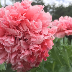 50 + Samen Papaver Paeoniflourum Lachs Pfingstrose Mohn