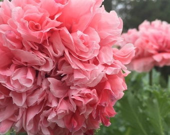 50 + seeds Papaver Paeoniflourum Salmon Peony Poppy