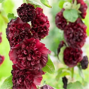 20 nasion bordowej malwy podwójnej Alcea rosea nasiona ostrokrzewu różowego (byliny)