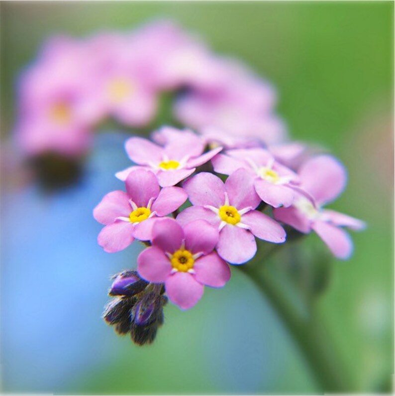 100 seeds Forget-Me-Not Mystic Pink Myosotis Sylvatica image 4