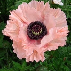 30 + seeds Papaver orientale ‘Princess Victoria Louise’  (Oriental Poppy)