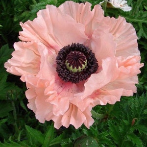 30 + seeds Papaver orientale ‘Princess Victoria Louise’  (Oriental Poppy) Coral Reef