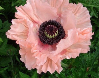 30 + seeds Papaver orientale ‘Princess Victoria Louise’  (Oriental Poppy)