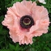 see more listings in the Flower  section