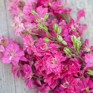 50 Organic Rittersporn CAMELIARD Pacific Giant Perennial Summer Carmines Flower Cut Flower Perennial