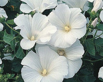 40 seeds Lavatera  white Mallow Seeds - annual