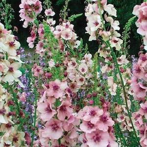 Könnte beinhalten: Nahaufnahme von rosa und weißen Blüten in voller Blüte. Die Blüten sind auf hohen grünen Stielen angeordnet und bilden eine dichte Blütenanordnung. Der Hintergrund ist ein weiches, verschwommenes Grün, das auf einen Garten oder eine natürliche Umgebung hindeutet.