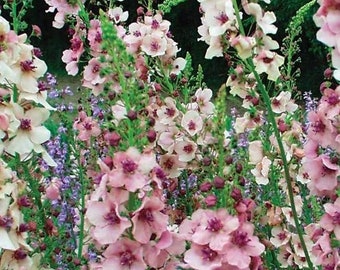 100 seeds  Mulleins Verbascum thapsus, Scrophulariaceae Organic flower seeds - mixed