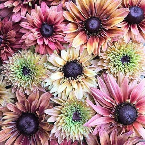 25 seeds lovely Sahara Rudbeckia mix Rudbeckia hirta