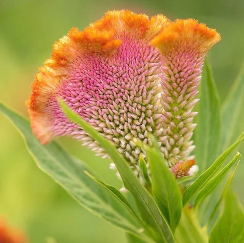 35 Seeds Orange Queen Cockscomb Celosia Cristata Annual - Etsy Canada