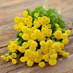 Może przedstawiać: Bukiet jasnożółtych kwiatów wrotyczu z zielonymi liśćmi. Kwiaty mają wygląd przypominający guziki i są zgrupowane. Kompozycja jest osadzona na rustykalnym drewnianym tle, tworząc naturalną estetykę.