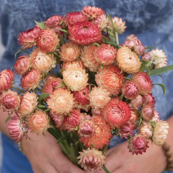 50+ seeds Organic Strawflower Seed Apricot/Peach mix