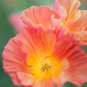 30+ seeds California Poppy ‘Apricot Chiffon’Eschscholzia