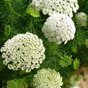 50 seeds Queen Annes Lace Ammi majus White annual image 2