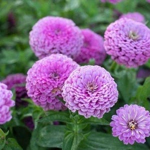 50 seeds lovely Giant Lavender Zinnias Elegans Seeds