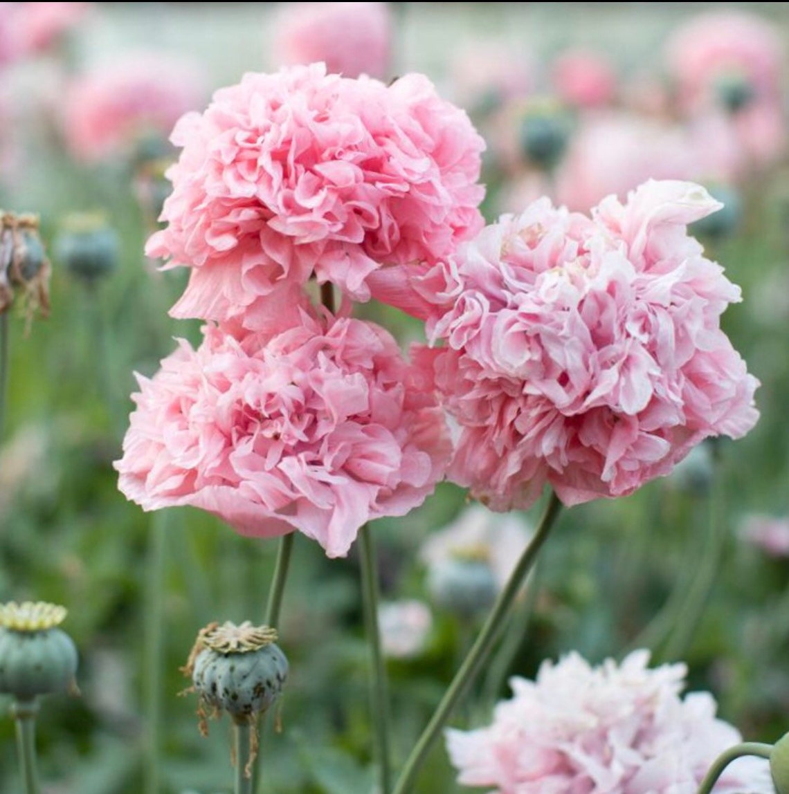 100 Seeds Breadseed Peony Poppy Mix Etsy