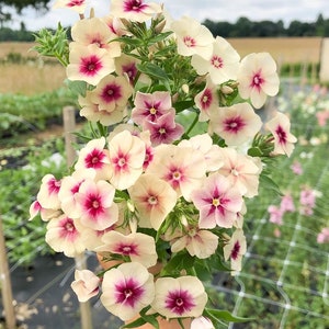 30 seeds lovely Antique look Phlox drummondii Cherry Caramel