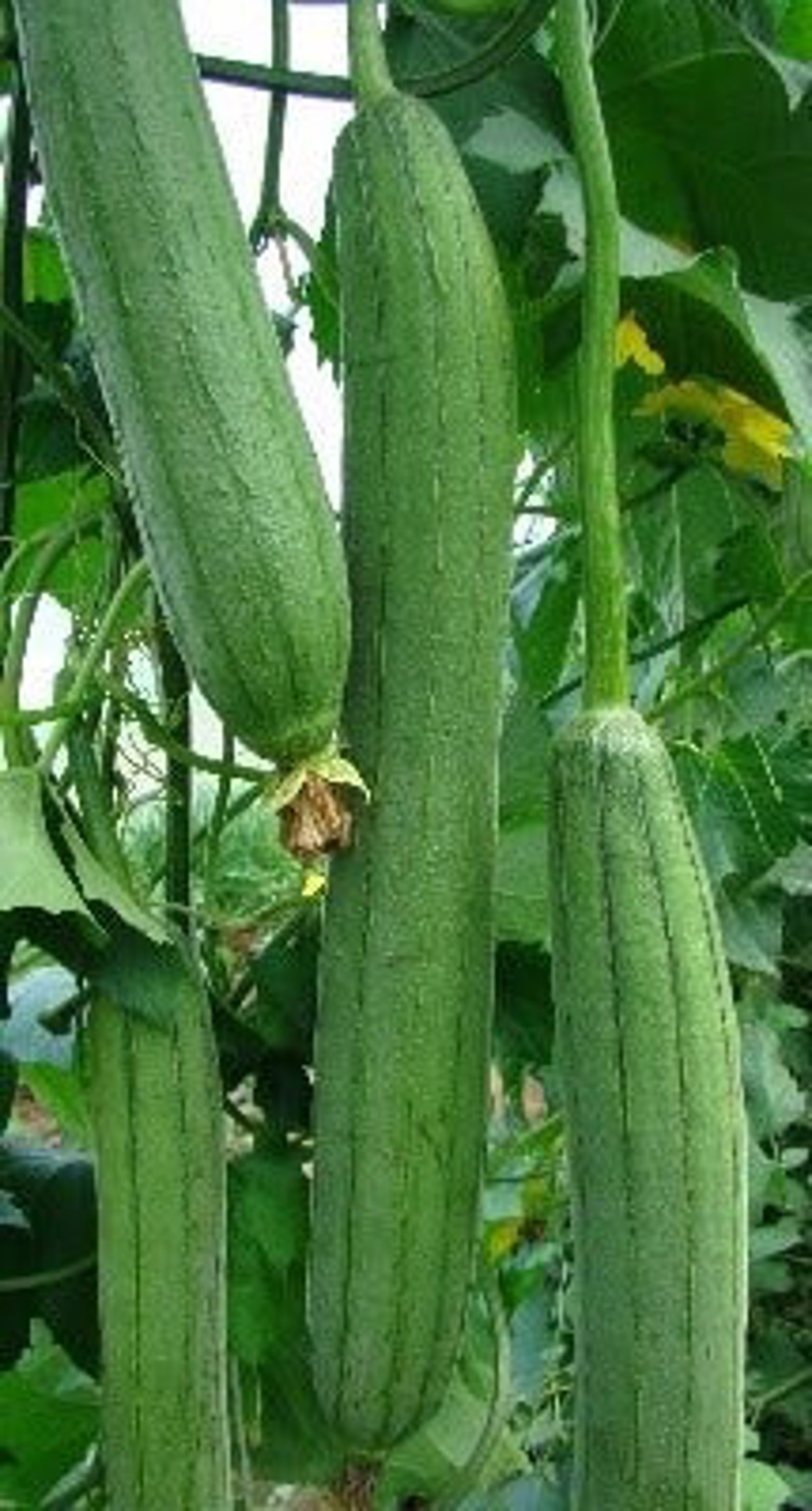 10 Seeds Organic Luffa Gourd Sponge Gourd Luffa Aegyptiaca Etsy