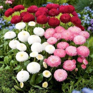 50 Seeds Bellis perennis, Daisy seeds/Pink  English Daisy seeds - Bellis perennis Flower Balcony biennial Outdoor Cut Organic