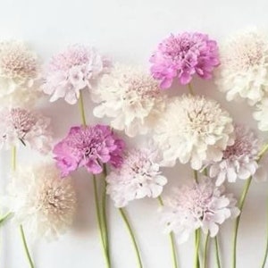 20 Scabiosa Imperial Mix- SCABIOSA ATROPURPUREA- great for the flower bed or patio containers