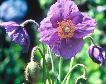 15 seeds Violet Poppy Himalayan" (Meconopsis Betonicifolia)