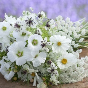 30 seeds lovely flower white mix