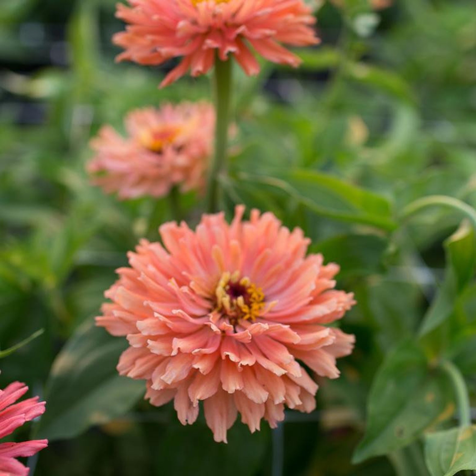 30 seeds lovely Senora Salmon pink Zinnias Seeds Etsy