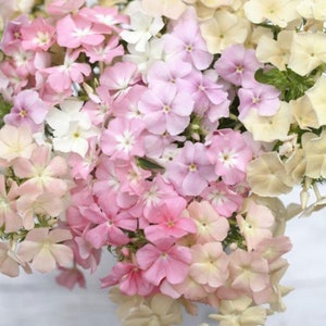 50 seeds Lovely Dwarf Beauty Phlox Of sheep pastel mix