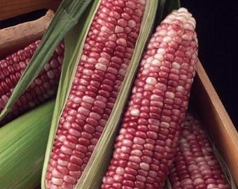 15 seeds Cute Pink Corn  Heirloom Variety Non GMO - Edible