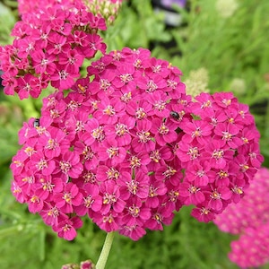 50 seeds Rose Yarrow Achillea Millefolium 画像 3