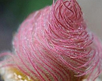10 seeds Rare Geum triflorum, prairie smoke * Read Description* sow late fall