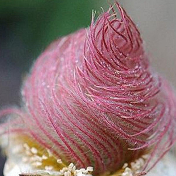 10 seeds Rare Geum triflorum, prairie smoke * Read Description* sow late fall