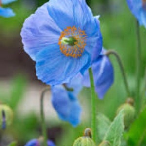 10 seeds blue Poppy Himalayan Meconopsis Betonicifolia image 2