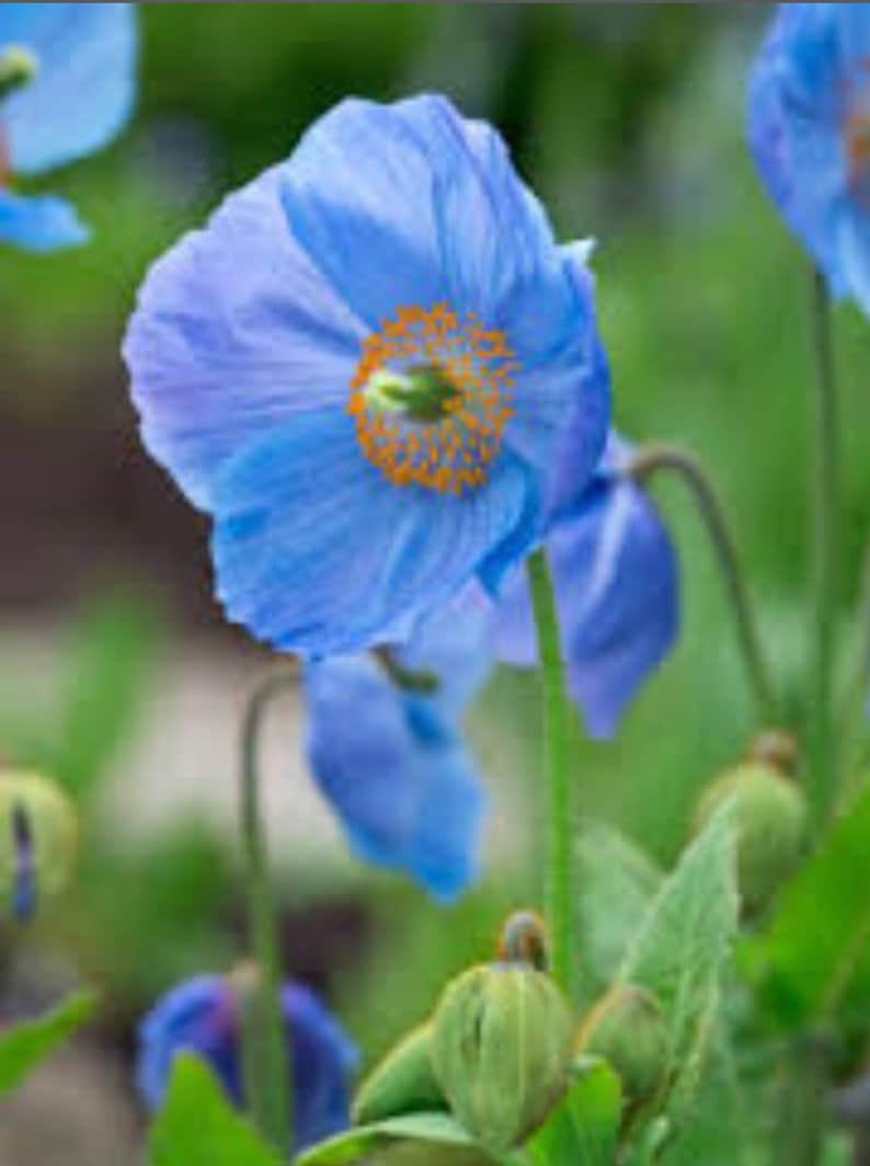 10 seeds blue Poppy Himalayan Meconopsis Betonicifolia image 2