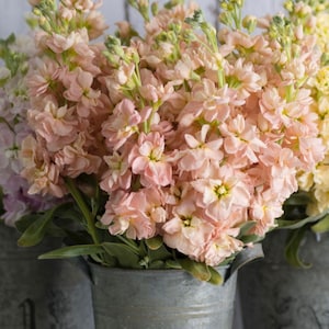 30 seeds stock Seeds - Apricot Matthiola incana